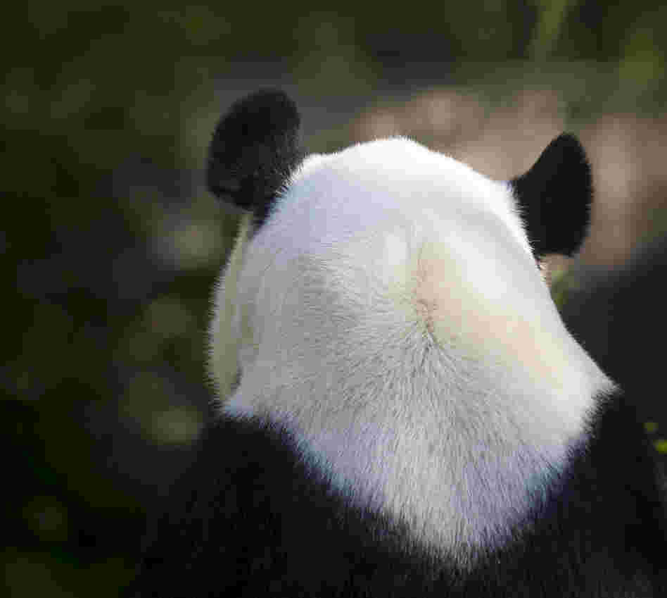 Mei Xiang at the National Zoo earlier today. Her cub died last month.