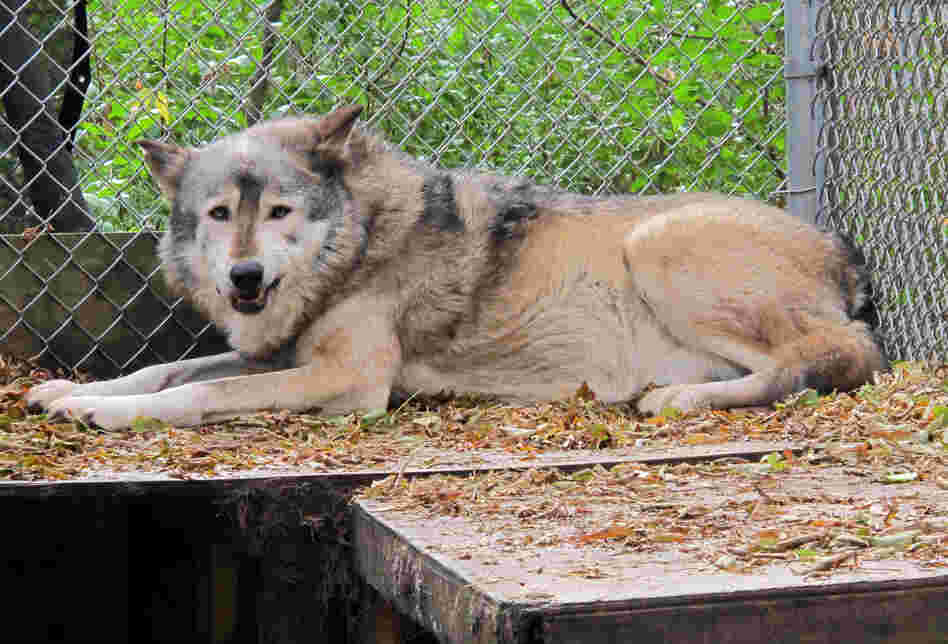 A timber wolf named Comet is seen at the Timber Wolf Preservation Society in Greendale, Wis. Federal officials removed Great Lakes wolves from the endangered species list in January. A timber wolf named Comet is seen at the Timber Wolf Preservation Society in Greendale, Wis. Federal officials removed Great Lakes wolves from the endangered species list in January.