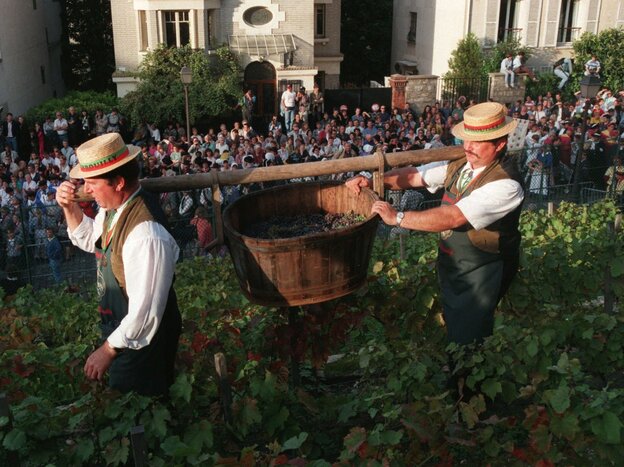 Crowds watch as Clos Montmartre's grapes are harvested during its annual October wine festival.