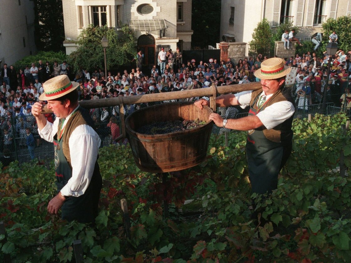 Crowds watch as Clos Montmartre's grapes are harvested during its annual October wine festival.
