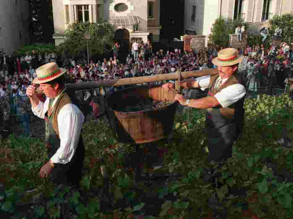Crowds watch as Clos Montmartre's grapes are harvested during its annual October wine festival.