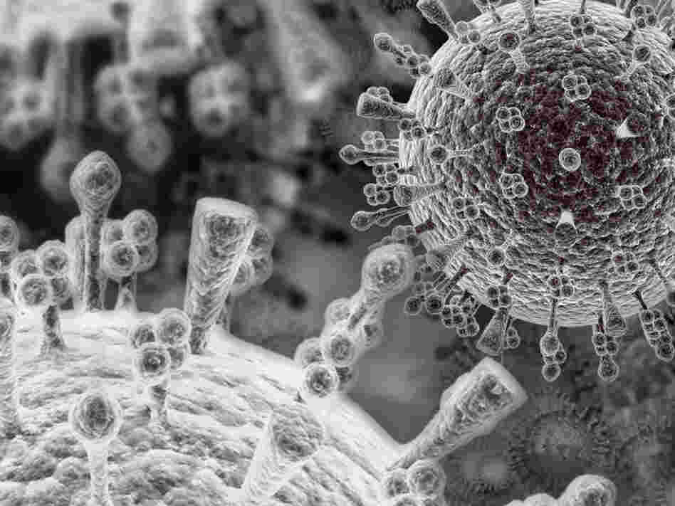 An electron microscope view of the bird flu virus.