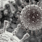 An electron microscope view of the bird flu virus. An electron microscope view of the bird flu virus.