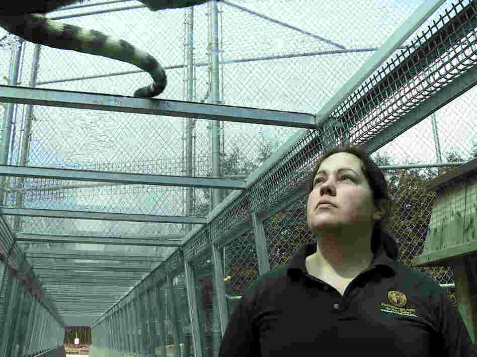 Director Denis Cote considers the park's human occupants — keepers and patrons alike — with the same cool reserve, highlighting the repetitiveness of their routines. Director Denis Cote considers the park's human occupants — keepers and patrons alike — with the same cool reserve, highlighting the repetitiveness of their routines.