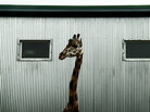 Cote's placid pacing invites consideration of the monotony and simplicity that marks the lives of both the animals and the humans in the park. Cote's placid pacing invites consideration of the monotony and simplicity that marks the lives of both the animals and the humans in the park.