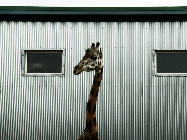 Cote's placid pacing invites consideration of the monotony and simplicity that marks the lives of both the animals and the humans in the park.