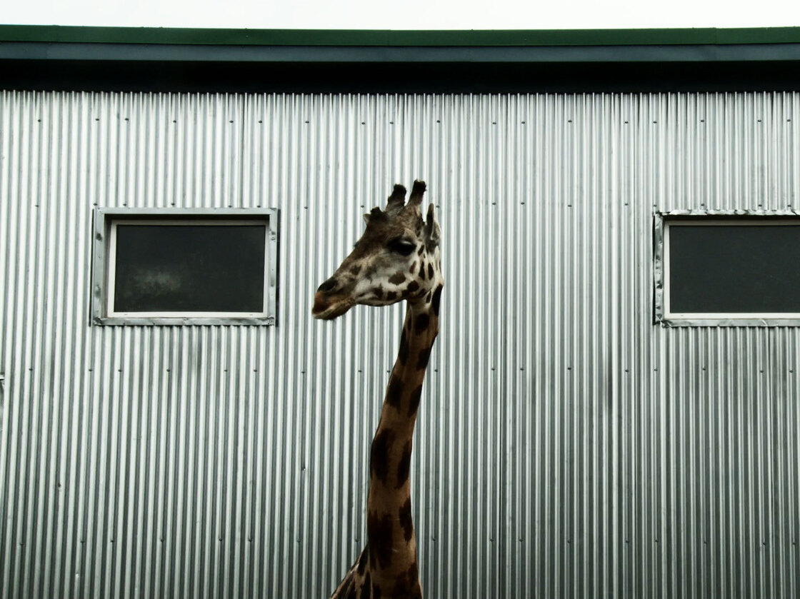 Cote's placid pacing invites consideration of the monotony and simplicity that marks the lives of both the animals and the humans in the park.