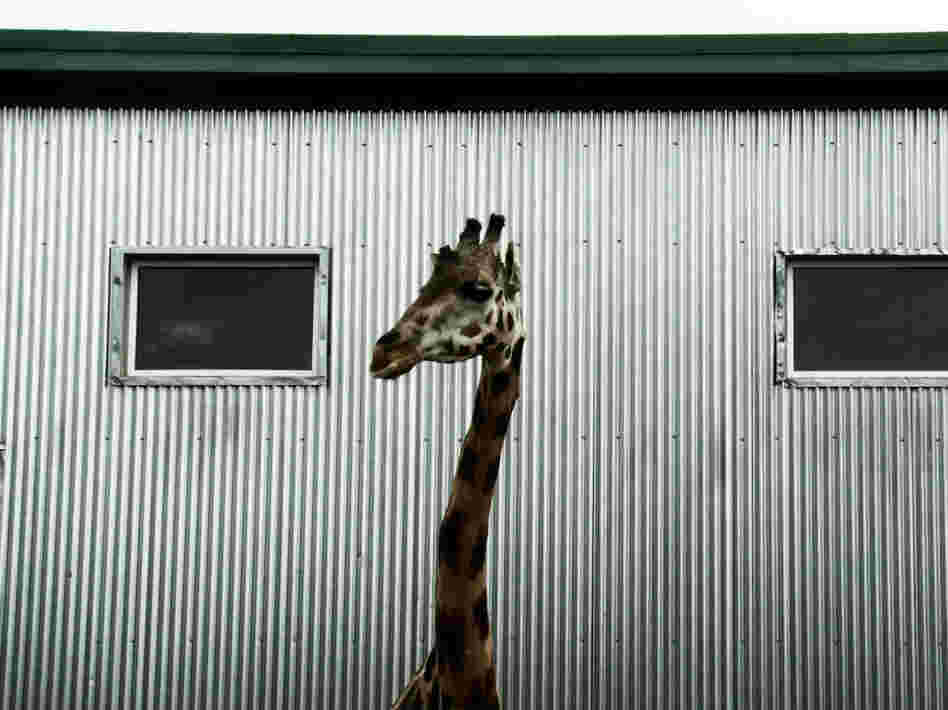 Cote's placid pacing invites consideration of the monotony and simplicity that marks the lives of both the animals and the humans in the park.