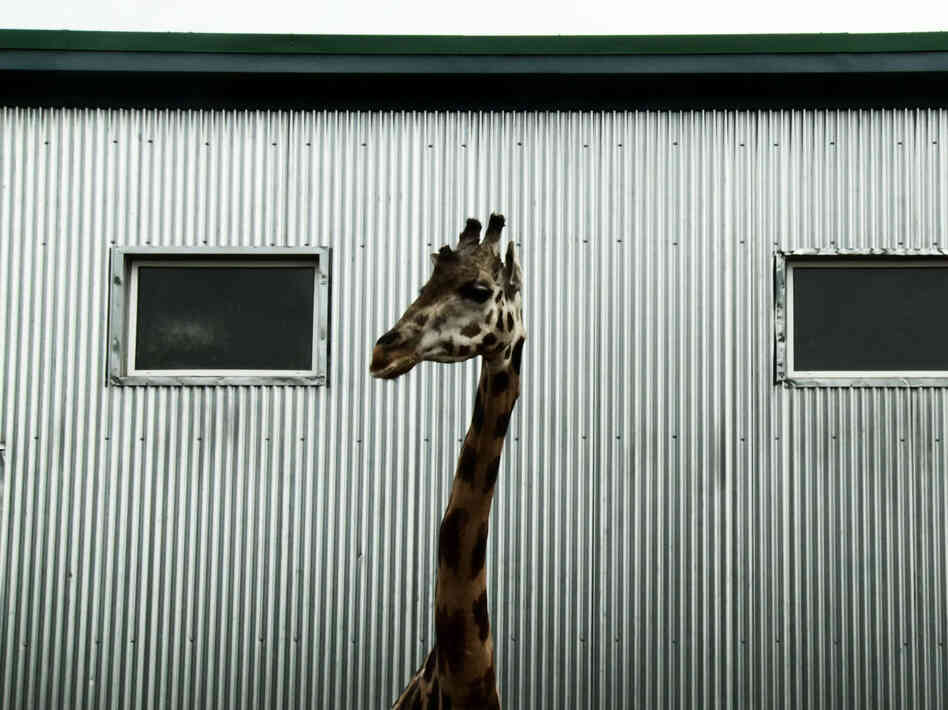 Cote's placid pacing invites consideration of the monotony and simplicity that marks the lives of both the animals and the humans in the park.