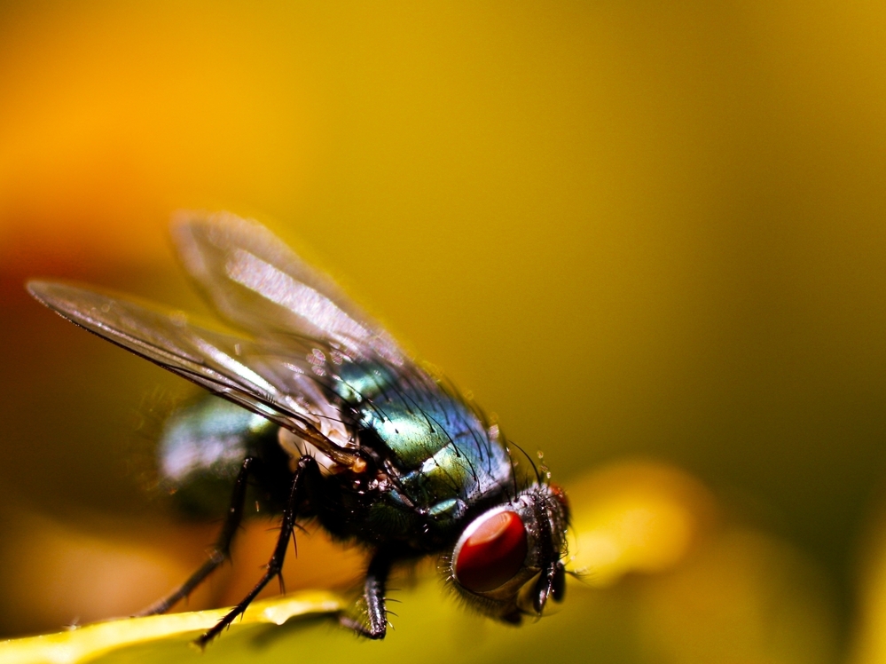 A common house fly could help fish stay in the sea.