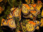 Monarch Migration Monarch Migration
