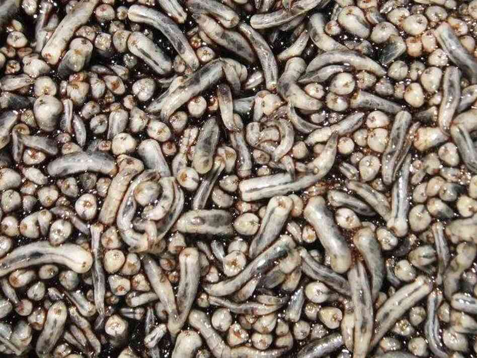 The fly larvae in the AgriProtein factory feed on cow blood and bran.