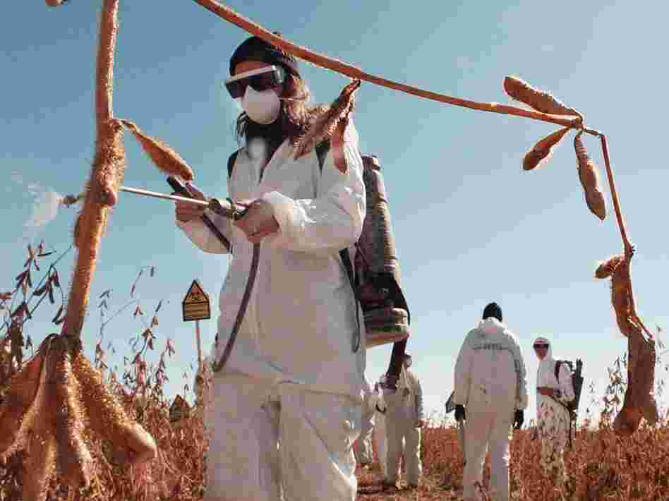 Many folks protest Monsanto's business practices, like this Greenpeace protester spraying paint on a company research soybean field in Iowa.