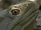 Tuatara 1 Tuatara 1
