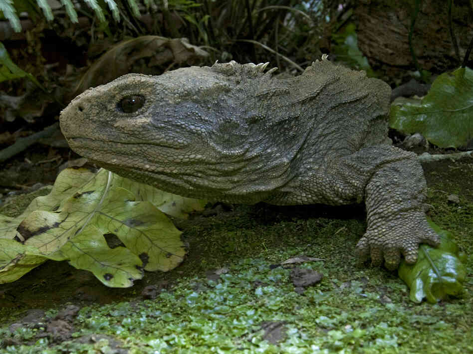 Tuatara 3 Tuatara 3