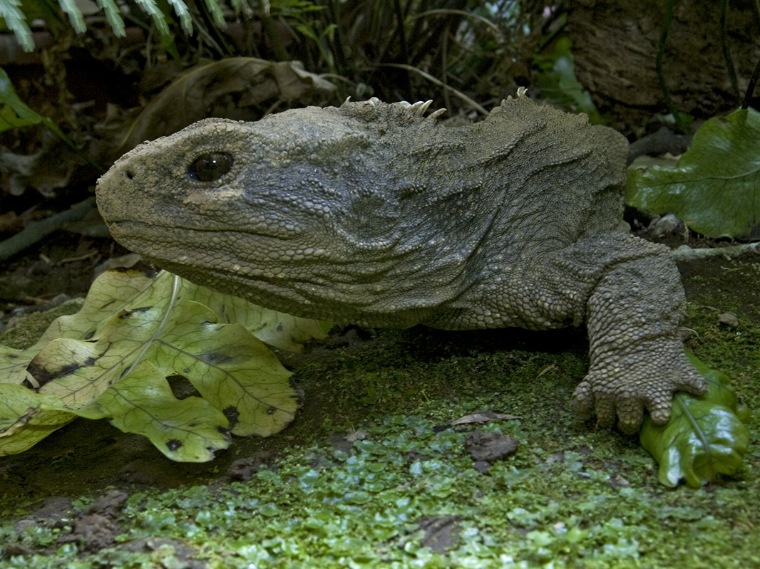Tough Old Lizard To Face Grave Romantic Troubles, Say Scientists   