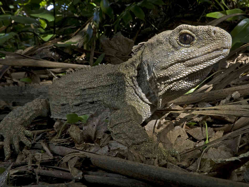 Tuatara 4 Tuatara 4