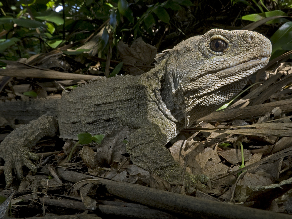 Tough Old Lizard To Face Grave Romantic Troubles, Say Scientists   