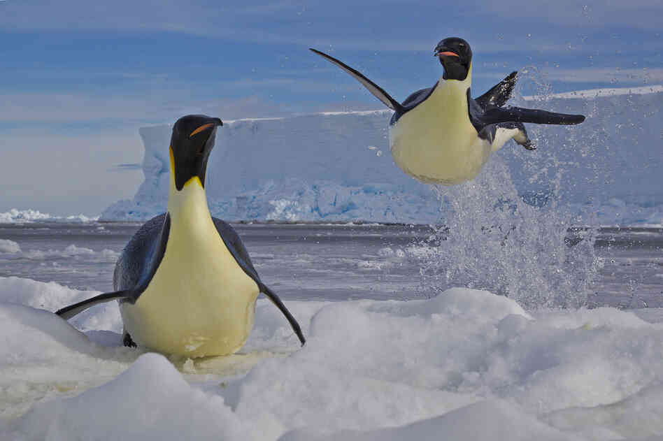 Winner, Behavior: Birds — Emperor penguins jump from the water to escape predatory leopard seals on the edge of the Ross Sea in Antarctica. The birds can skyrocket up to two meters out of the water. The penguins' survival is vital to that of their 2-month-old chicks, hungrily waiting some 10 kilometers away.