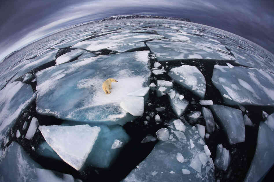 Winner, The World In Our Hands Award — The photographer was on a boat in Svalbard, an archipelago midway between mainland Norway and the North Pole, when she saw this polar bear at around 4 in the morning. She used a fish-eye lens to make the enormous animal appear diminutive and create an impression of "the top predator on top of the planet, with its ice world breaking up."
