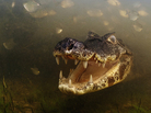 Winner - Behavior: Cold-blooded Animals - A yacare caiman waits for fish to come within snapping reach in the shallow, murky waters of Brazil's Pantanal - the biggest wetland in the world. Caimans can grow to be three meters in length. Winner - Behavior: Cold-blooded Animals - A yacare caiman waits for fish to come within snapping reach in the shallow, murky waters of Brazil's Pantanal - the biggest wetland in the world. Caimans can grow to be three meters in length.