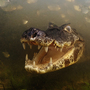 Winner - Behavior: Cold-blooded Animals - A yacare caiman waits for fish to come within snapping reach in the shallow, murky waters of Brazil's Pantanal - the biggest wetland in the world. Caimans can grow to be three meters in length. Winner - Behavior: Cold-blooded Animals - A yacare caiman waits for fish to come within snapping reach in the shallow, murky waters of Brazil's Pantanal - the biggest wetland in the world. Caimans can grow to be three meters in length.