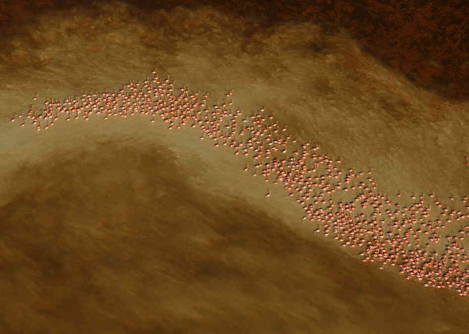 Winner, Creative Visions — In the winter, the 22-kilometer-long estuary of the Ria Celestun on Mexico's Yucatan Peninsula attracts thousands of Caribbean flamingos, which congregate here to feed on the microscopic life in the shallow, briny water. They also use their time to engage in synchronous courtship dancing as a prelude to breeding.
