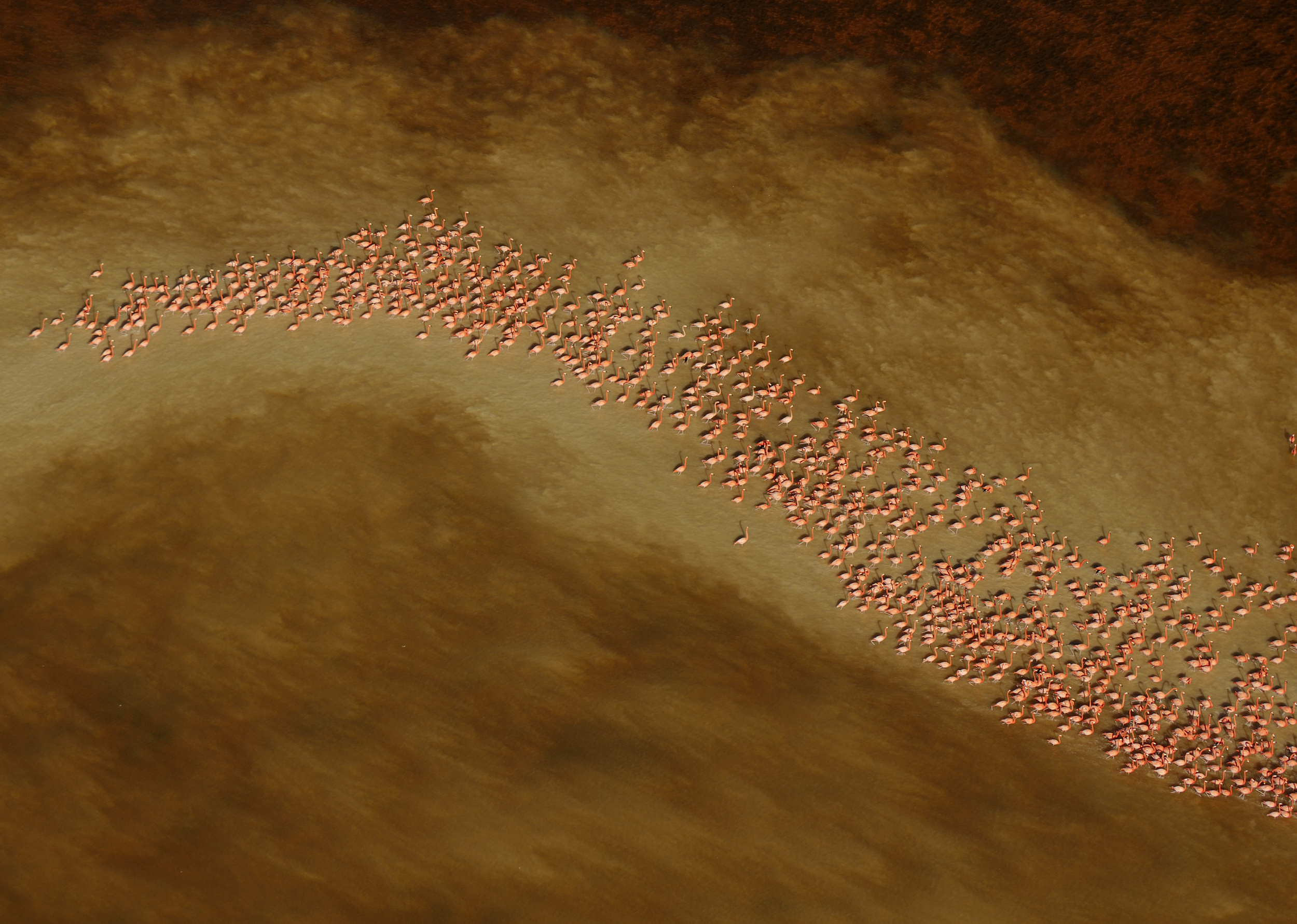 Winner, Creative Visions -- In the winter, the 22-kilometer-long estuary of the Ri�a Celestun on Mexico's Yucatan Peninsula attracts thousands of Caribbean flamingos, which congregate here to feed on the microscopic life in the shallow, briny water. They also use their time to engage in synchronous courtship dancing as a prelude to breeding.