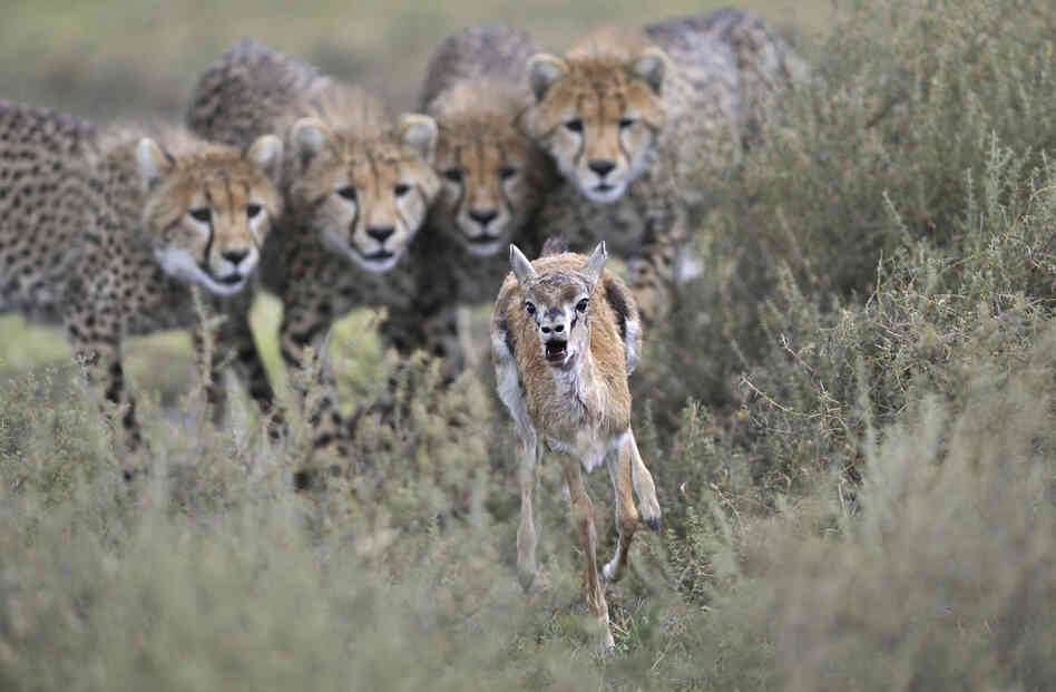 Winner, Behavior Mammals — Cheetah cubs engage in hunting practice with a wounded Thomson's gazelle calf in Serengeti National Park, Tanzania.