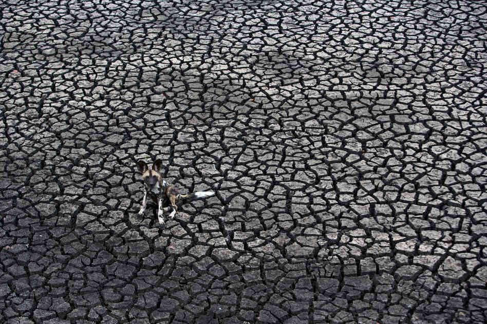 Winner, The Gerald Durrell Award for Endangered Wildlife — An African wild dog is seen in Zimbabwe's Malilangwe Wildlife Reserve. The pack had traveled four kilometers to the Sosigi Pan for water, only to find it totally dried up.