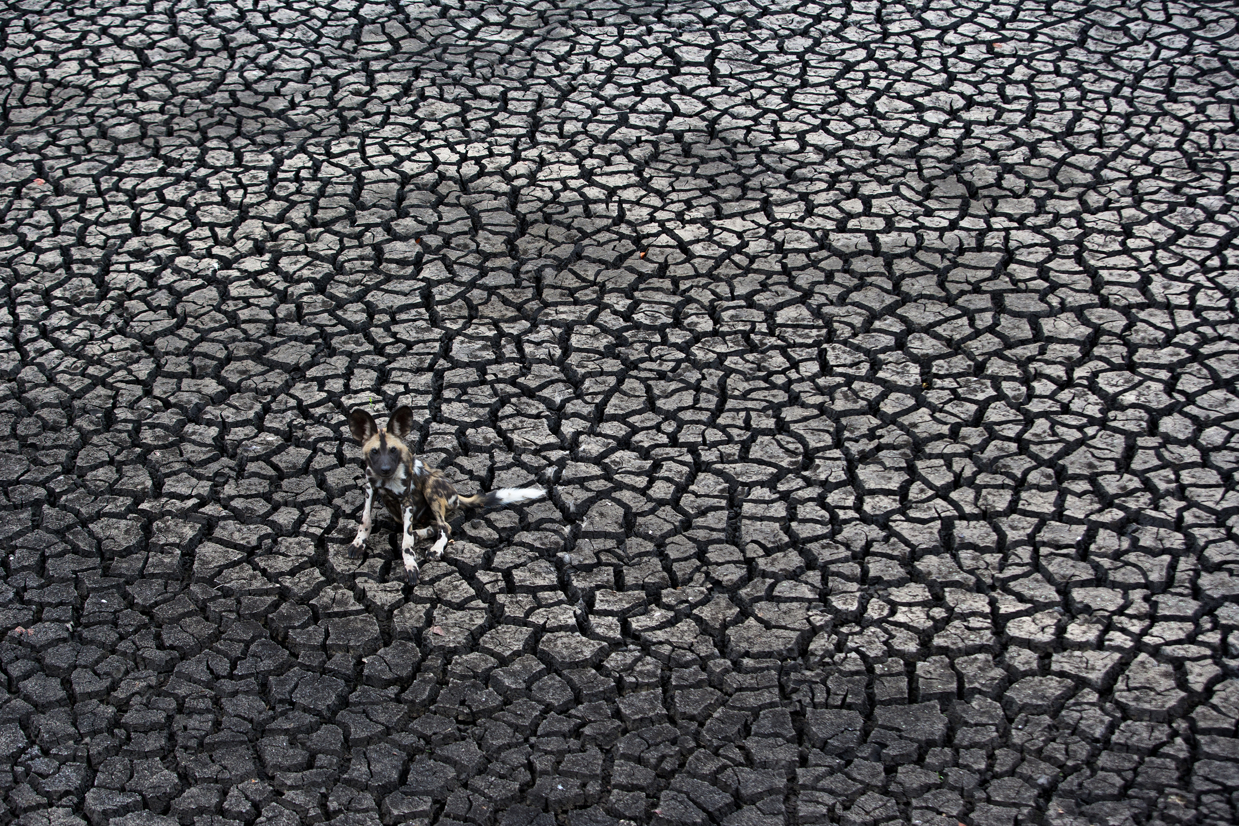 Winner, The Gerald Durrell Award for Endangered Wildlife -- An African wild dog is seen in Zimbabwe's Malilangwe Wildlife Reserve. The pack had traveled four kilometers to the Sosigi Pan for water, only to find it totally dried up.