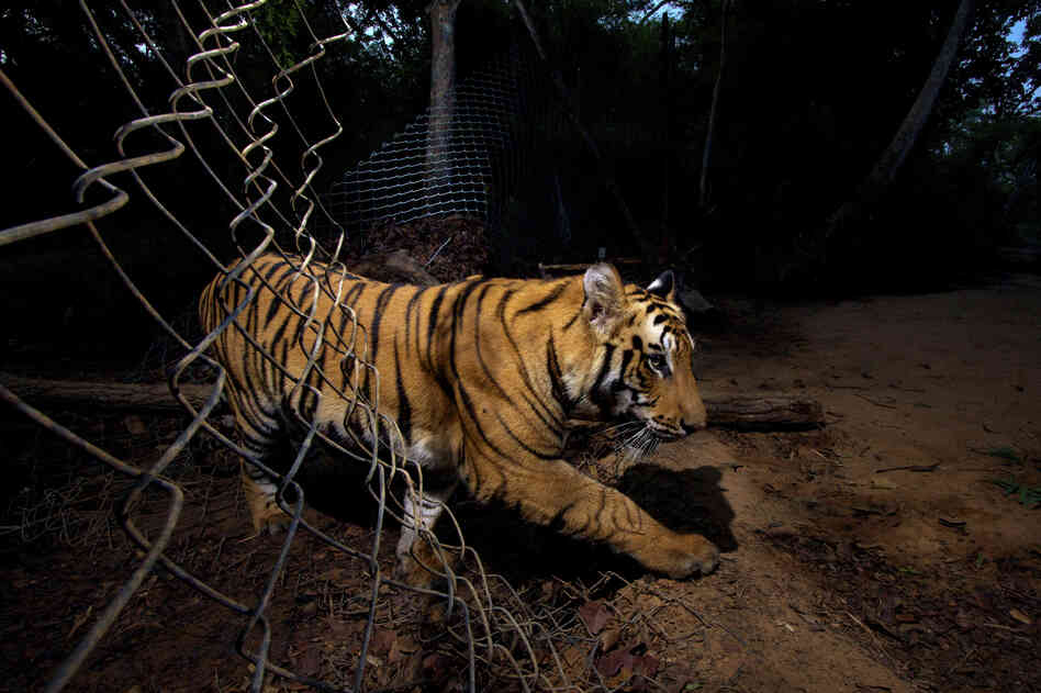 Winner, The Wildlife Photojournalist of the Year (part of a six-picture story) — A young Bengal tiger triggered a camera and photographed itself as it crossed through a fence at Bandhavgarh National Park in Madhya Pradesh, India. Some parts of the park have insufficient prey for the big cats, so park officials have deliberately made holes in the fence so they can venture out for food.