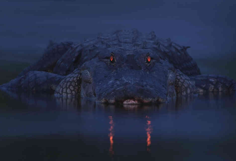 Winner, Animal Portraits — An alligator is seen at Myakka River State Park in Sarasota, Fla. Like cats, alligators have a tapetum lucidum at the back of each eye — a structure that reflects light back into the photoreceptor cells to make the most of low light. When light shines into alligators' eyes, the pupils appear to glow red.