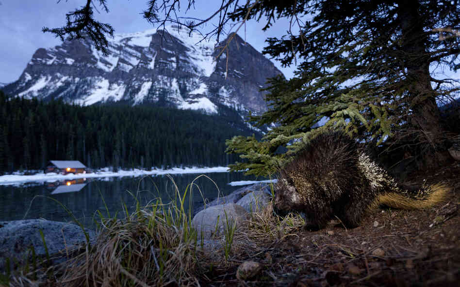 Winner, Eric Hosking Award (part of a larger portfolio) — A nocturnal porcupine is photographed hours before dawn in Canada's Banff National Park. "I had to use a slow shutter speed and maximum aperture opening, along with a narrow flash beam," said the photographer.