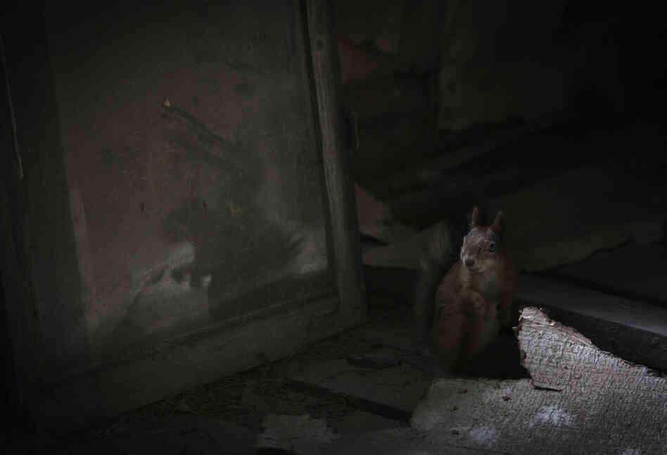 Winner, Urban Wildlife — Forty years ago, a family of 13 people lived in this cottage in Suomusjarvi, Salo, Finland. They are long gone, but it is still a winter home to many woodland creatures, including this red squirrel, which lives in the attic.