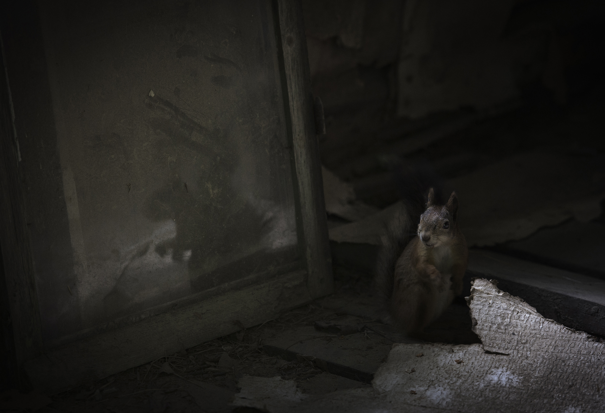Winner, Urban Wildlife -- Forty years ago, a family of 13 people lived in this cottage in Suomusjarvi, Salo, Finland. They are long gone, but it is still a winter home to many woodland creatures, including this red squirrel, which lives in the attic.