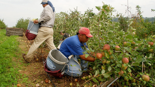 Orchards like this one in Adams County, PA, and other U.S. farms face worldwide competition for their apples and apple products due to imports.