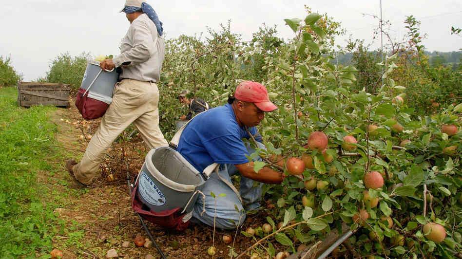 Orchards like this one in Adams County, PA, and other U.S. farms face worldwide competition for their apples and apple products due to imports.