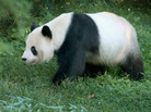 Tian Tian, a 275-pound male giant panda at the Smithsonian National Zoological Park in Washington, D.C., on Sept. 24, 2012. Tian Tian, a 275-pound male giant panda at the Smithsonian National Zoological Park in Washington, D.C., on Sept. 24, 2012.