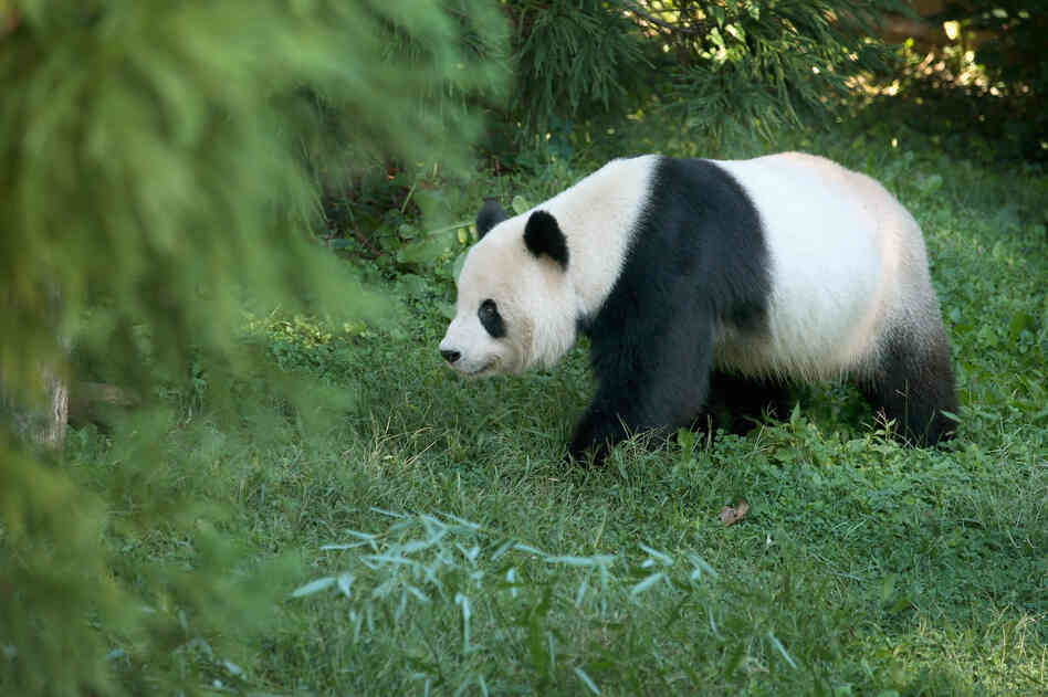 Tian Tian, a 275-pound male giant panda at the Smithsonian National Zoological Park in Washington, D.C., on Sept. 24, 2012.