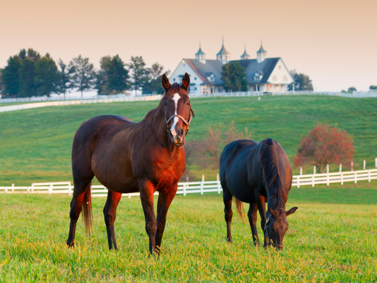 One consultant's vision for our political ad: "I see a horse." One consultant's vision for our political ad: "I see a horse."