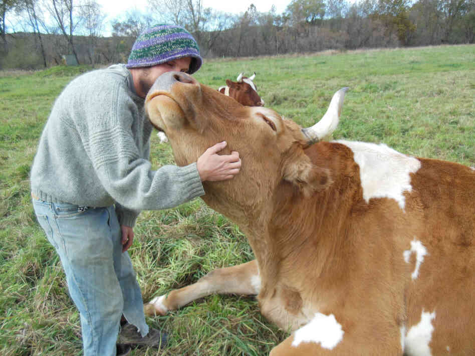 Bill enjoys a scratch from graduate farm worker Ben Dube.