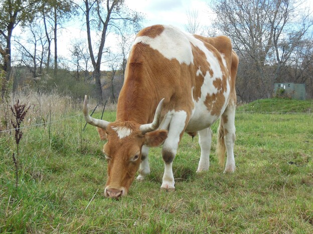 After a leg injury didn't heal well earlier this year, Lou has difficulty walking. He and his partner, Bill, will be slaughtered at the end of the month, and their meat will be used to feed students at Green Mountain College in Vermont.