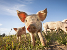 Did someone say prebiotics? Did someone say prebiotics?