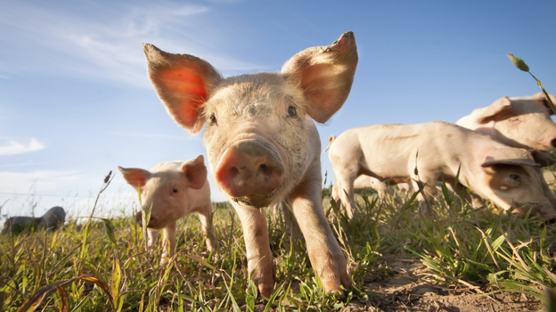 Did someone say prebiotics?
