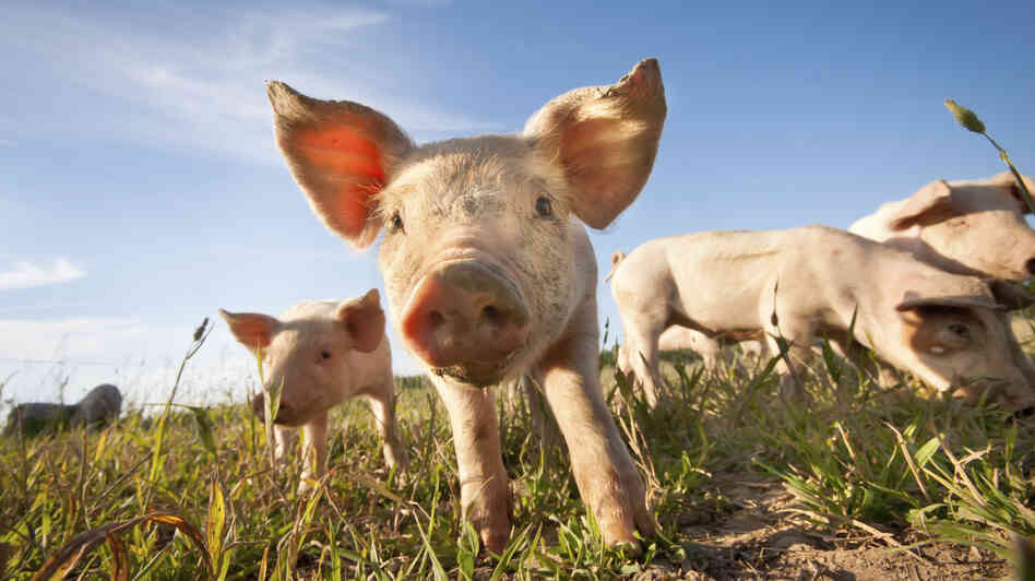 Did someone say prebiotics?