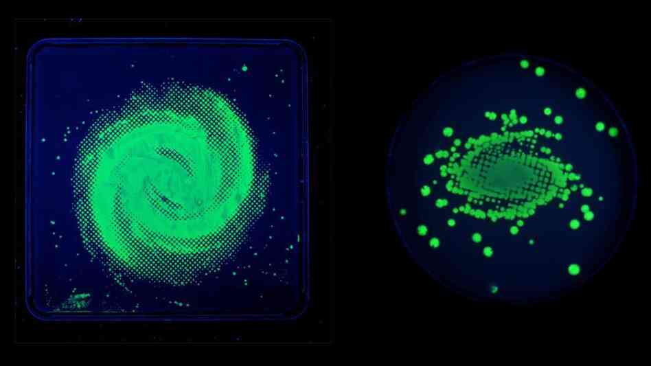 Copfer's first "bacteriographs" were images of galaxies.