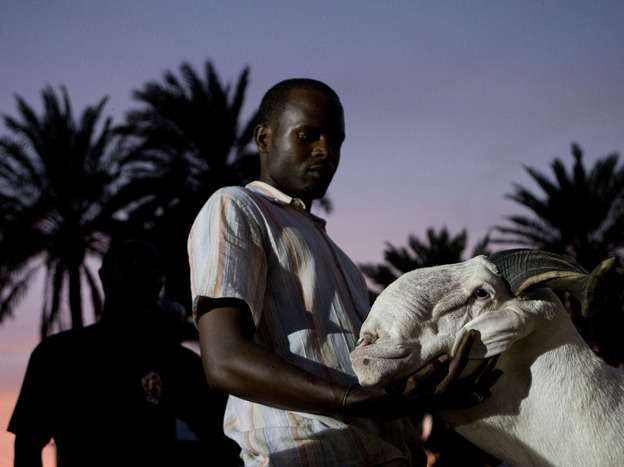 Breeder Pape Dieng massages the head of his ram, Salmane, as judges decide the results of the national final of the televised sheep reality competition Khar Bii, in Dakar, Senegal, on Saturday. Salmane finished third.