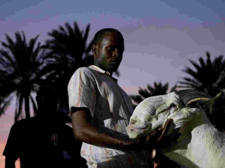 Breeder Pape Dieng massages the head of his ram, Salmane, as judges decide the results of the national final of the televised sheep reality competition Khar Bii, in Dakar, Senegal, on Saturday. Salmane finished third.