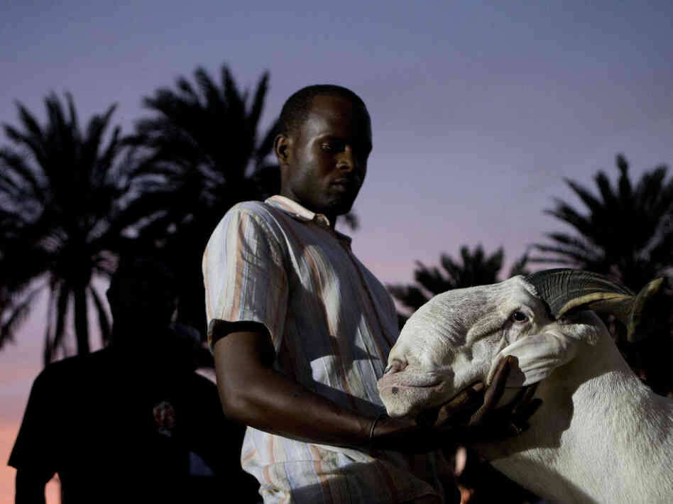 Breeder Pape Dieng massages the head of his ram, Salmane, as judges decide the results of the national final of the televised sheep reality competition Khar Bii, in Dakar, Senegal, on Saturday. Salmane finished third.